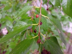 Celtis laevigata