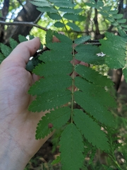 Sorbus decora