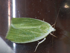 Earias clorana