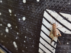 Gryllodes sigillatus