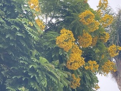 Cassia leptophylla