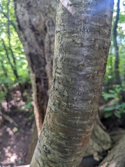 Sorbus decora