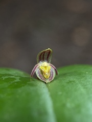 Pleurothallis matudana
