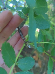 Sorbus decora