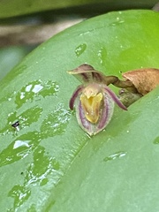 Pleurothallis matudana