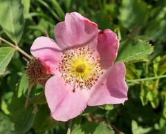 Rosa arkansana