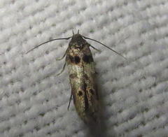 Walshia miscecolorella