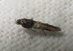 Walshia miscecolorella