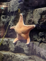 Hippasteria phrygiana