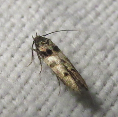 Walshia miscecolorella