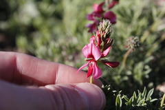 Indigofera digitata