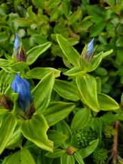 Gentiana platypetala