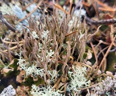 Cladonia cornuta