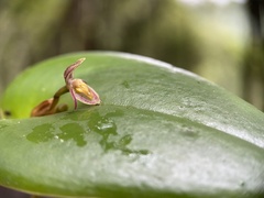 Pleurothallis matudana