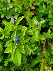 Gentiana platypetala