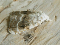 Meganola albula