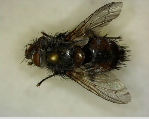 iNaturalist observation photo of Bot Flies, Blow Flies, and Allies