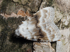 Meganola albula