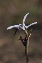 Disa biflora