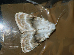 Meganola albula