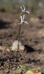 Disa biflora
