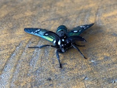 Chrysocale principalis