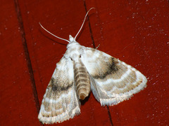 Meganola albula