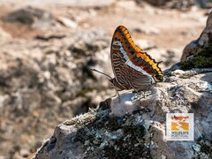 Charaxes jasius
