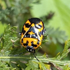 Murgantia histrionica