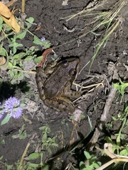 Rana draytonii
