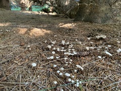 Pseudomarasmius pallidocephalus