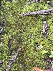 Funaria hygrometrica