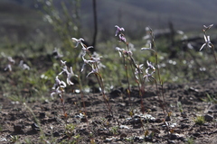 Disa biflora
