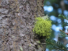 Letharia vulpina