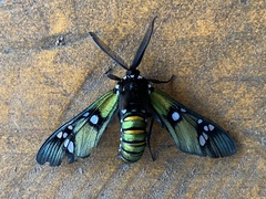 Chrysocale principalis