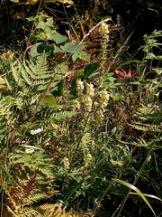 Aconitum barbatum