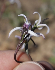 Disa biflora