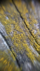 Candelariaceae
