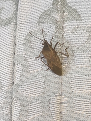 Anasa tristis