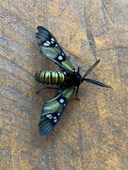 Chrysocale principalis