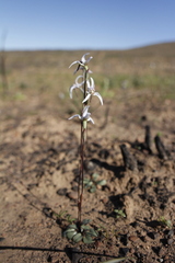 Disa biflora