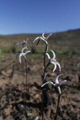 Disa biflora