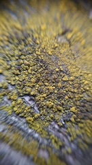 Candelariaceae