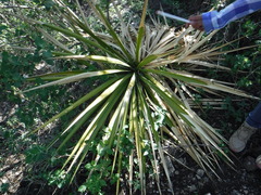 Yucca gigantea