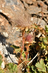 Geum reptans