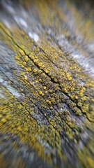 Candelariaceae