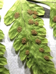 Gymnocarpium × intermedium