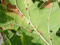 Neuroterus anthracinus