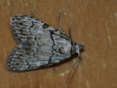 Meganola strigula