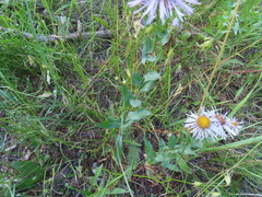 Erigeron speciosus